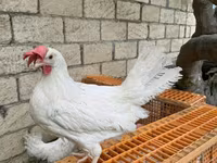 Leghorn — zdjęcie 1