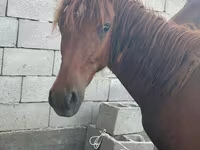 Caballo, Arabian horse — foto 1