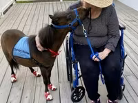 فرس, Miniature horse — الصورة 4
