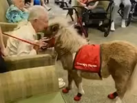 فرس, Miniature horse — الصورة 2