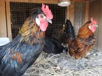 Chickens — photo 4