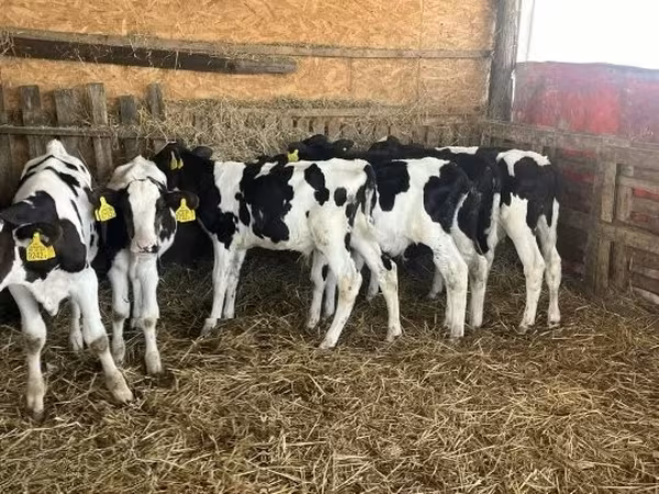 Býk, Russian Black pied cattle