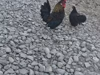 Chickens — Foto 1