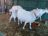 बकरी, Pomellata goat — फ़ोटो 4