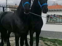 Cheval, Friesian — photo 2
