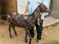 Koza, Kamori goats — zdjęcie 1
