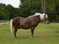 Cheval, Chevaux — photo 2
