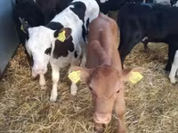 Taureau, Vache limousine — photo 4