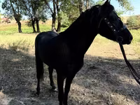 Konie (partia, płeć nieokreślona), American shetland pony — zdjęcie 6