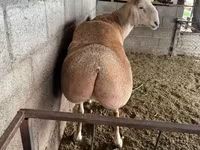 Bélier, Afghan Arabi sheep — photo 3
