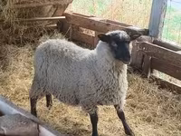 公羊, Sheep — 照片 1
