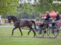 حصان, Nonius horse — الصورة 8