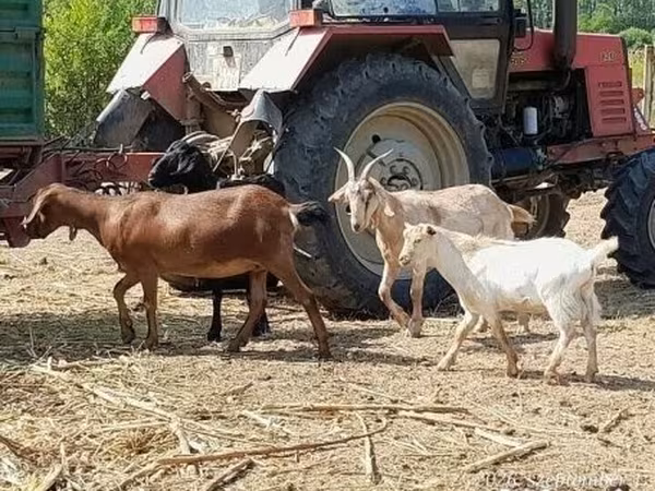 Chèvre, Nubian Goat