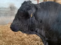 Taureau, Aberdeen-Angus — photo 3