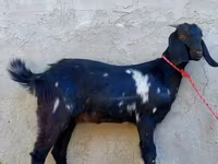 Goat, Beetal goats — photo 4