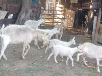 Chèvre, Dutch Landrace goats — photo 1