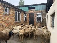 كبش, Rhon sheep — الصورة 1