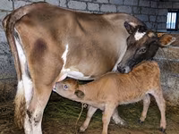 Cow, Red-spotted breed — photo 1
