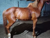 Kůň, Budyonny horse — foto 2