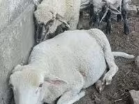 Carnero, Tsigai sheep — foto 3