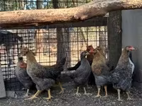 Chickens — फ़ोटो 3