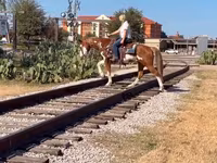 घोड़ा, American paint horse — फ़ोटो 5