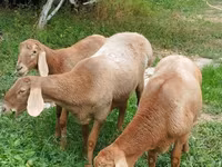 भेड़, Arashan sheep — फ़ोटो 1