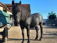 Cavalo, Cavalos — foto 2