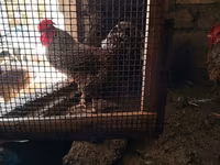 Chickens — 照片 1