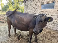 Vache, Swiss cattle — photo 4