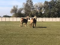 Cavalo, Belgian Draught — foto 4