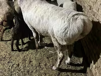Bélier, Afghan Arabi sheep — photo 2