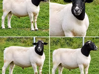 Carnero, Beltex sheep — foto 2