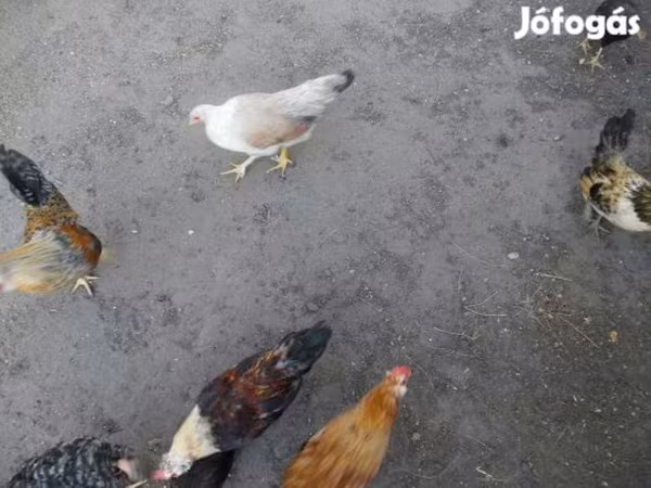 bantam japonais