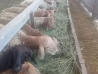 Brebis, Moutons — photo 2