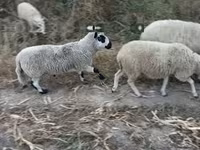 Ram, Cerry Hill sheep — photo 1