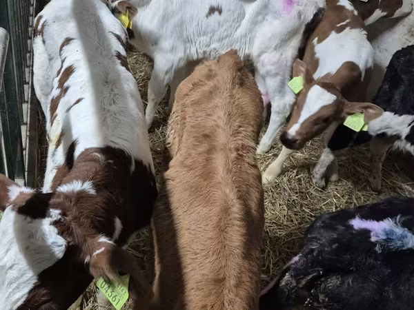 Bull, Simmental cattle