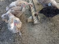 Turkeys — 照片 1