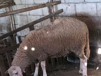 Widder, Baerchuke sheep — Foto 5