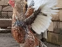 Gallina checa dorada veteada — foto 3