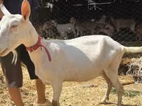 बकरी, Saanen goat — फ़ोटो 5