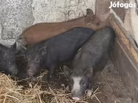 Boar, Вьетнамская вислобрюхая — photo 5