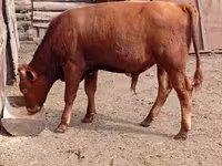Bull, Cattle — photo 1