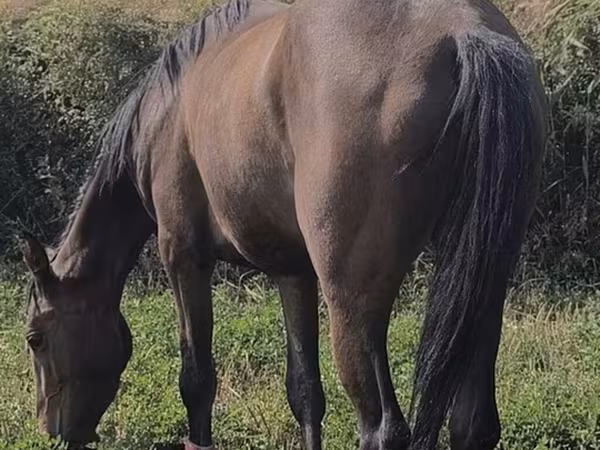 Jument, Friesian sport horse