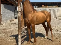Horse (M), Russian Don — photo 5