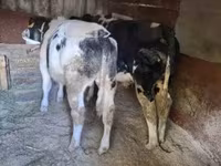 Buğa, Belçika mavi — foto 1