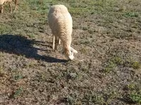 भेड़, Karabakh sheep — फ़ोटो 7