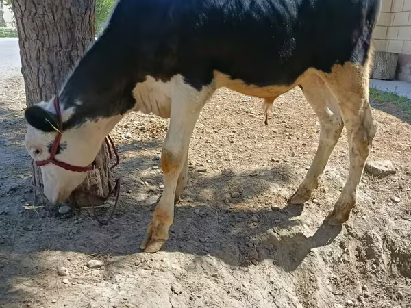 Buğa, Russian Black pied cattle
