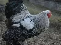 Brahma — Foto 5