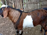 Kozioł, Nubian Goat — zdjęcie 3